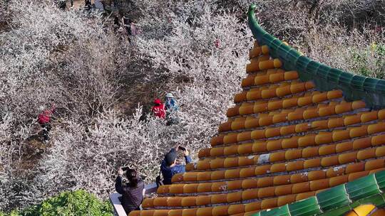 中国广东省广州市从化区广州流溪梅花节