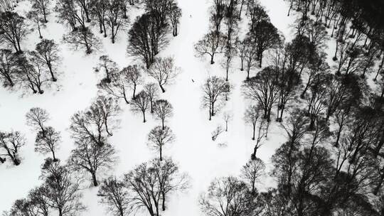 日本，冬季运动，单板滑雪，冬季