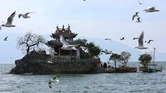 大理洱海小普陀海鸥飞翔