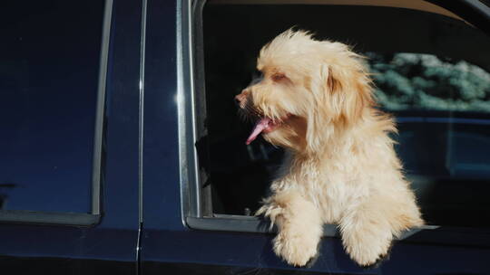 狗狗趴在车窗上等着它的主人