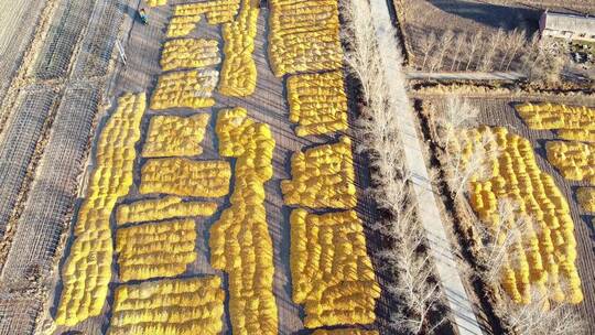 东北秋天铺满玉米的大地和村庄视频素材模板下载