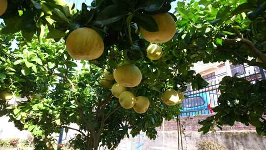 农村农场里的柚子蜜柚甜柚柚子种植基地