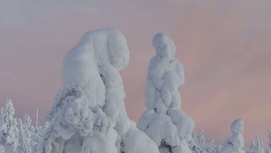 拉普兰萨里塞尔卡白雪覆盖的冷杉树的无人机