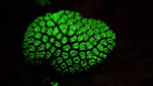 发光的珊瑚礁特写镜头