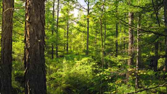 绿色森林大自然生态环境行走在森林