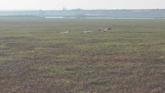 洞庭湖湿地飞鹤