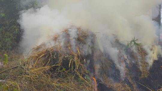 稻草秸秆焚烧浓浓烟雾污染环境