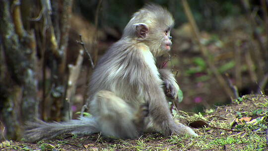 滇金丝猴幼崽吃地上的嫩草视频素材模板下载