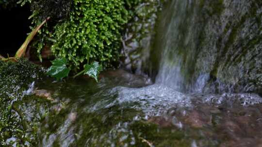 小溪的森林高山流水小溪潺潺