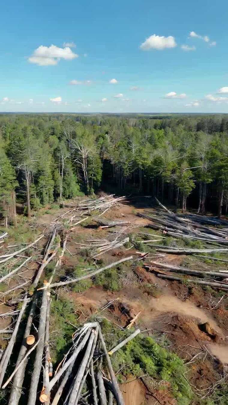 森林砍伐后的鸟瞰景象