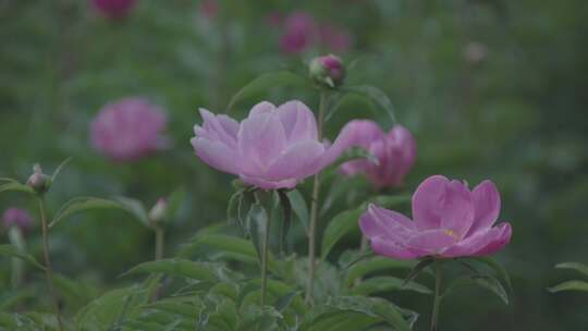 牡丹花 芍药 特写 4k 牡丹花开