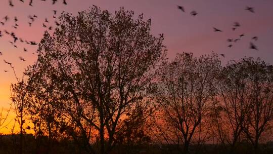 树木和鸟儿在夕阳中的剪影