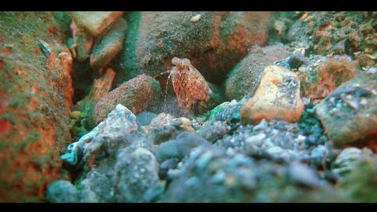 潜水旅游海南珊瑚海底世界鱼群小鱼水母虾米