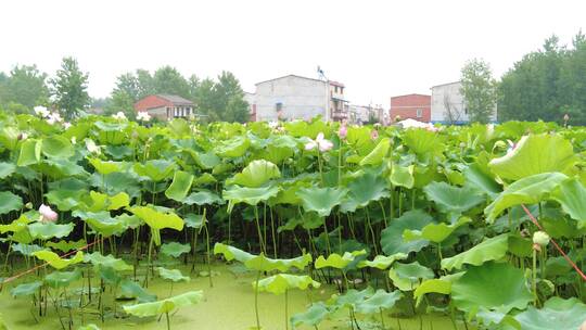 荷花池素材