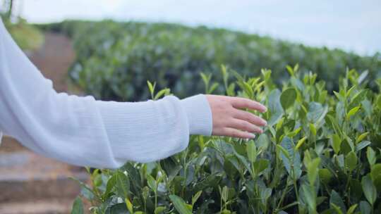 美女唯美在茶园走动西湖龙井茶园茶采茶