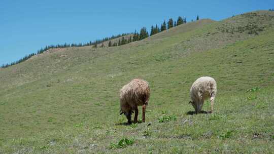 草原牧场上吃草的羊