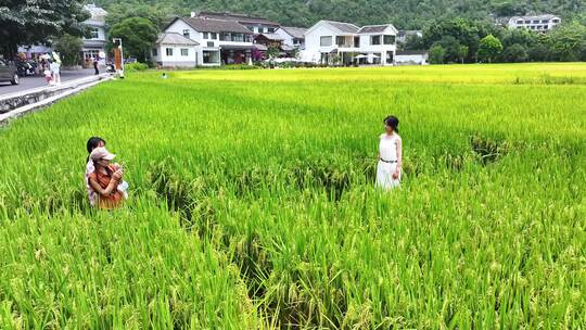 4k金秋美丽稻田乡村旅游休闲游玩幸福生活