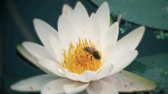 荷花蜜蜂