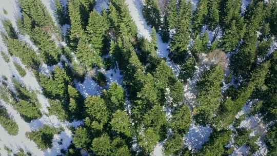 热门镜头，雪，林地，森林