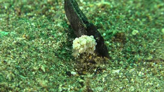 菲律宾沙滩上的小裸鳃目。