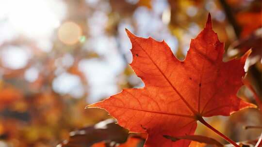 秋分枫叶特写唯美秋景微距视频