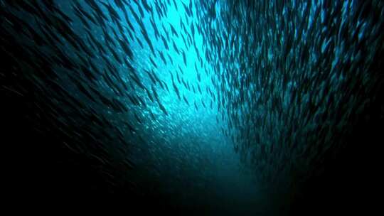 海洋生物海龟鱼群珊瑚潜水