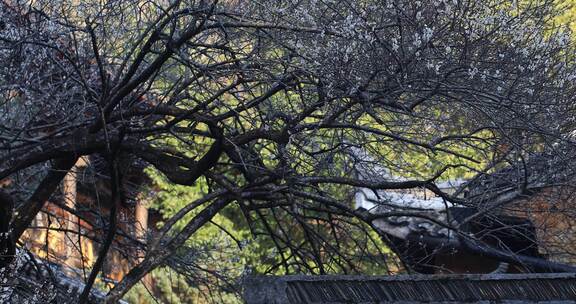 浙江天台国清寺隋梅绽放古建筑局部特写