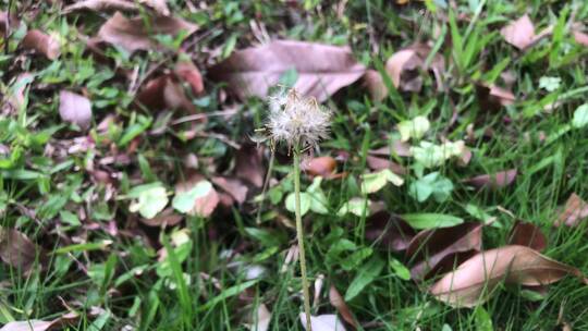 草丛里的蒲公英