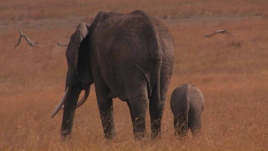 大象和小象在田野里散步