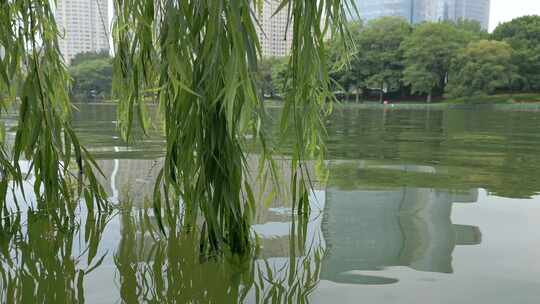 夏季杨柳垂河面的水波荡漾4K