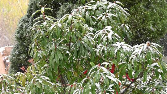 冬天初冬大雪纷飞，雪花飘落在植物上