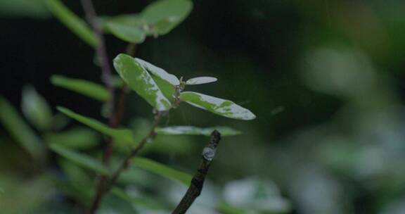 阳光雨露滋润