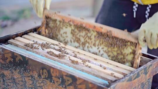 中蜂蜂农查看蜂群