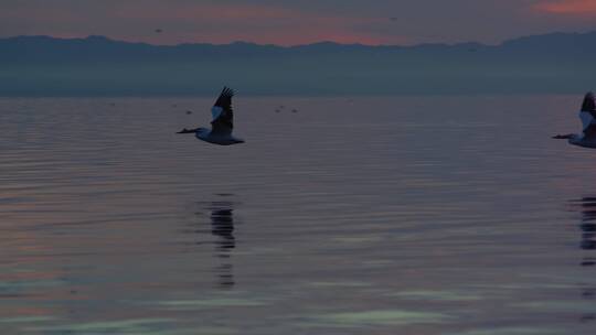 湖边唯美水鸟飞过慢动作飞鸟排成一排视频素材模板下载