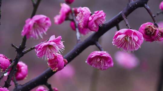 雪中梅花 雨中腊梅花 红色腊梅 1127