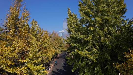 城市树木 黄叶 秋景湛山3路