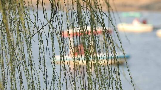 春天生机勃勃的垂柳