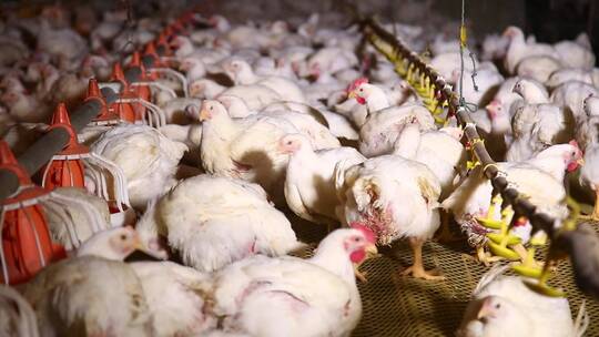 养鸡场饲养白羽鸡环境 (5)视频素材模板下载