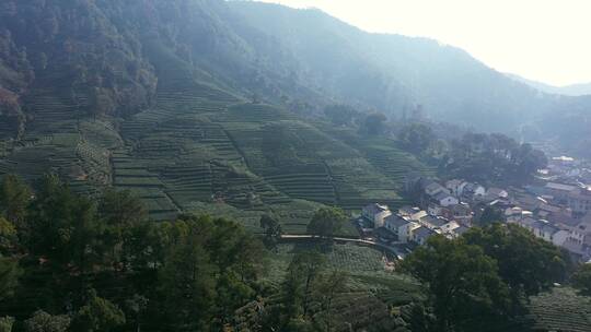 杭走茶山采茶叶茶叶种植山村视频素材模板下载