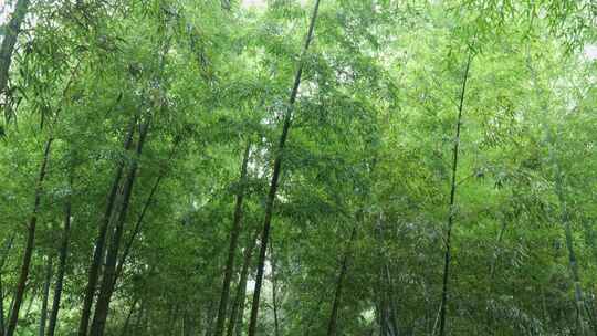 下雨天茂密的竹林枝叶繁茂生机勃勃的景象