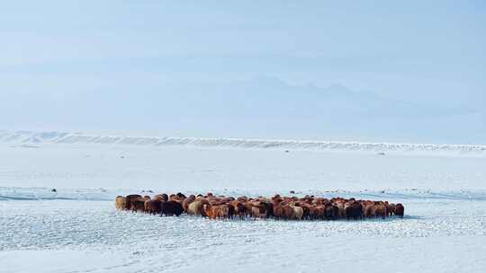 冬天雪山下的羊群 雪地上的羊群 羊群