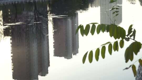 水边绿植景观特写