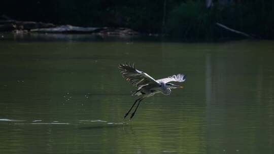 苍鹭从湖面起飞