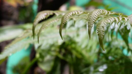 蕨类植物叶子热带雨林生物
