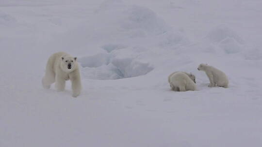 北极熊和三只幼仔