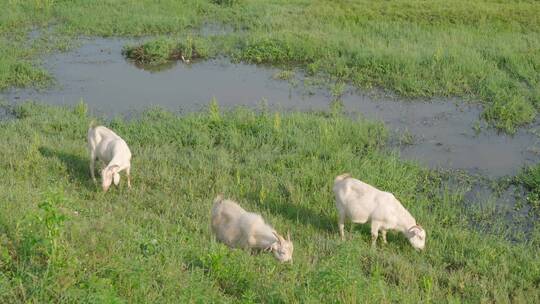 安徽省黄山市歙县徽州大草原的羊吃草视频素材模板下载