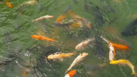 池塘里的锦鲤池塘里的锦鲤视频素材模板下载