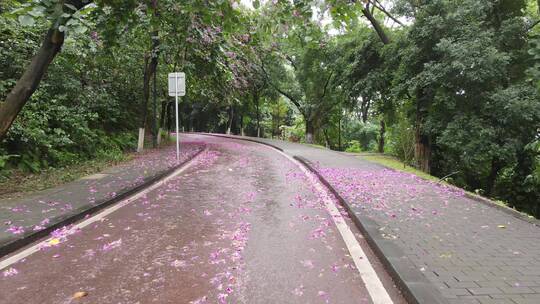 雨后铺满落花的小道视频素材模板下载