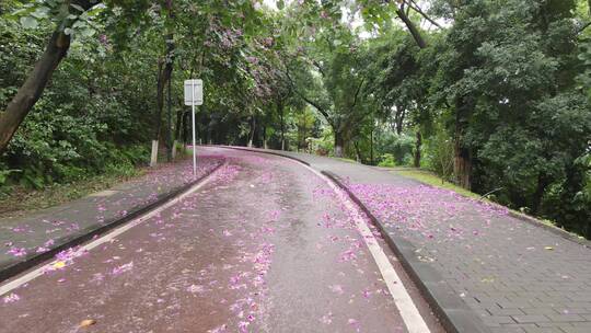 雨后铺满落花的小道