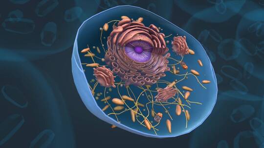 细胞 线粒体 细胞核 内质网细胞膜细胞质